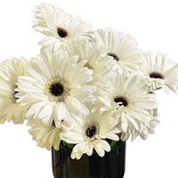 Gerbera Daisy 19 Gerbera Kunming Yunnan Rambut Lurus Alami Buket Festival Qingming Bunga Potong Kuning Putih Grosir