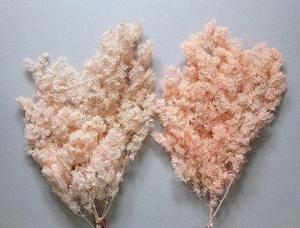 Fiori Secchi di Felce Ming, Asparagus Felice Naturale Essiccato e Conservato per Decorazioni di Matrimoni, Natale, Laurea e Capodanno Cinese - Product Image 5