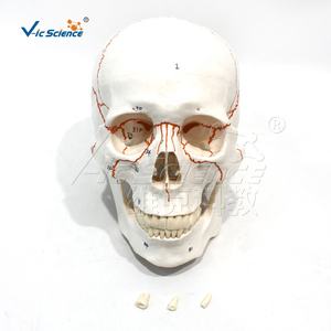 Modelo médico anatómico de cráneo de <span class=keywords><strong>sutura</strong></span> ósea con anotación digital - Product Image 2