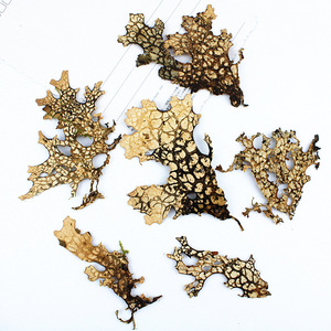 Feuilles de puceau d'Inde (Lungwort) pressées et séchées, naturelles, pour l'art de la résine, le nail art, le scrapbooking, les marque-pages et les créations artisanales - Product Image 4