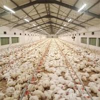 Système d'élevage de poulets de chair à commande automatique, design moderne, prix bas