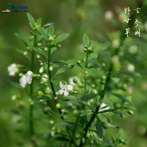 Radice di Liquirizia (Gancao/Glycyrrhiza glabra L.) Essiccata a Fette per Tisane - Erbe Medicinali Cinesi - Product Image 5