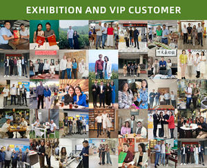 ชาดอกไม้อูหลงชาใบชาอูหลงส่งตรงจากโรงงาน - Product Image 6