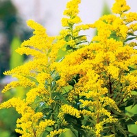 Ekstrak Goldenrod Common Decurrens Kelas Makanan Ekstrak Solidago 10:1 Bubuk Bunga Kuning Bubuk Ekstrak Bunga Goldenrod