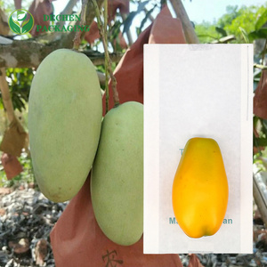 Mango Cover Bag Exporter with Fruit Paper Bag Quotes - Global &amp; Transparent