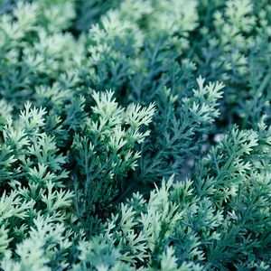 Gazon artificiel en plastique de bois de forêt, panneaux verticaux, plantes d'intérieur, feuilles, système de mur vert pour la décoration de la plante, 12 cm - Product Image 5