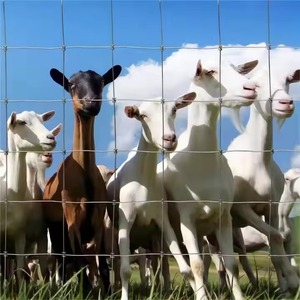 Clôture de champ pour bétail, grillage galvanisé à chaud de type enroulé pour ferme de vaches, moutons, bovins et chevaux - Product Image 5