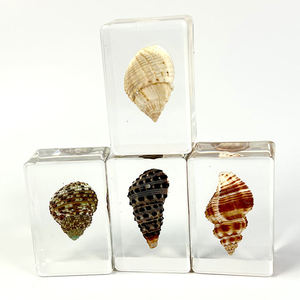 Decorazioni per la casa personalizzate resina trasparente fermacarte artigianale resina trasparente conchiglie reali campioni decorazione artigianato - Product Image 2