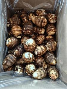 Taro frais du Shandong, Chine, sucré, croustillant, de haute qualité, certifié HACCP, prêt à consommer toute l'année, prix avantageux - Product Image 1
