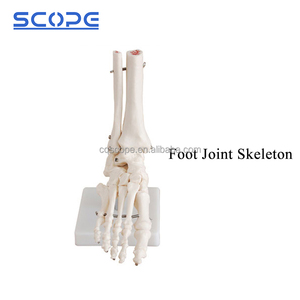 Giải Phẫu Mô Hình Giảng Dạy Y Tế Manikin Cuộc Sống Kích Thước SC-A1027 Chân Con Người Khớp Mô Hình Bộ Xương - Product Image 5