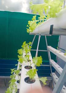 Système hydroponique vertical Canal NFT Agriculture sans sol pour la culture de plantes hydroponiques en serre - Product Image 3