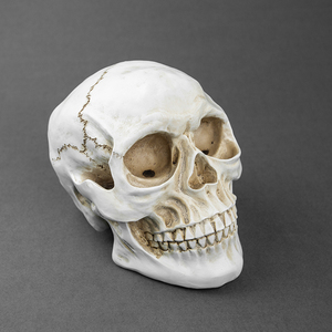 Su misura il cranio ornamenti in resina mini resina teschio umano per la vendita modello di arte decorazione <span class=keywords><strong>teschi</strong></span> - Product Image 3