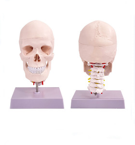 Modelo de cráneo <span class=keywords><strong>humano</strong></span> de tamaño real desmontable con 8 partes modelo de cerebro y vértebra cervical - Product Image 5