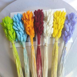 Hierba de <span class=keywords><strong>Phalaris</strong></span> Seca de Alta Calidad al por Mayor para Decoración del Hogar, Manualidades y Bodas - Product Image 5