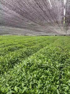 Tè Verde Giapponese Tencha Premium Ideale per Matcha - Product Image 3