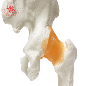 Ligamento principal de función de cadera, modelo de cadera humana, estándar médico - Product Image 6