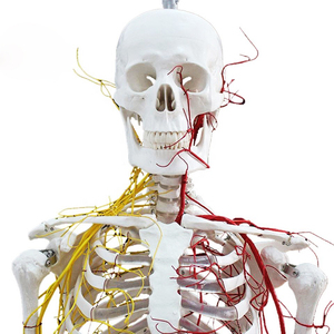 Modèle de <span class=keywords><strong>squelette</strong></span> anatomique humain SCMEHE avec nerfs et vaisseaux sanguins, <span class=keywords><strong>squelette</strong></span> humain de 180 cm - Product Image 1