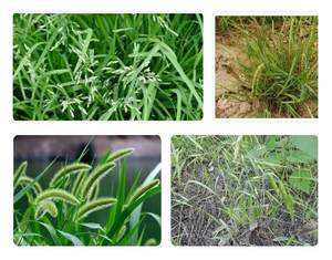 Fluroxypyr-meptyl 20% EW Herbicide Systémique Post-Émergence pour Blé et Maïs Contre les Herbes Largifoliantes - Product Image 3