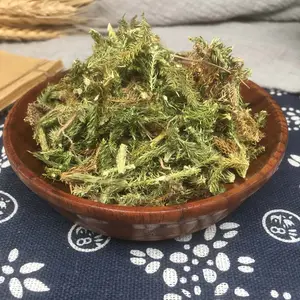 도매 shen jin cao 녹색 건조 lycopodium clavatum 실행 클럽 모스 식물 판매를위한 컷