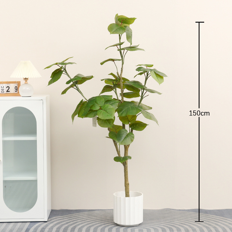 Happy Rainbow (Ficus microcarpa) 1,5 mètres