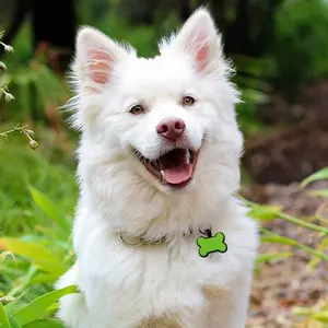 OKSILICONE Dog Tags Pet ID Name Tag High Quality Spot Silicone Anti-lost Drawstring Silicone Bone Shape Silicone Lace