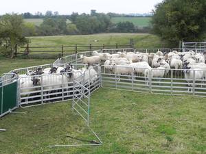 Tùy chỉnh giá rẻ 1.5 m (H)* 2.5 m (W) cừu bút và Chăn Nuôi Dê/gia súc/corral hàng rào bảng điều chỉnh cho đồng cỏ trang trại - Product Image 3