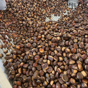Castañas Naturales Crudas a Granel, Suministro de Dandong Tai'an, Castañas Chinas <span class=keywords><strong>Castanea</strong></span> para Guisos, Rellenos y Asados - Product Image 4
