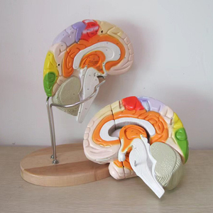 Лабораторные расходные материалы, медицинская обучающая анатомическая модель, 2 части, 4 части, 9 частей, модель человеческого мозга - Product Image 4