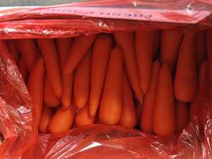 Novas Cenouras Frescas de Cultivo Chinês para Atacado, Alta Qualidade, Tamanho S/M, Fornecimento de Fazenda de Cenouras - Product Image 2