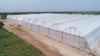 Grande Serre Gothique pour l'Agriculture Multi Span Poly Film Low Cost PE Material Sale pour Grande Serre Gothique