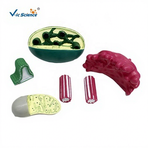 Modelo de Estructura de Órganos Vegetales de PVC para Enseñanza y Formación en Ciencias Médicas y Anatómicas en Escuelas - Product Image 1