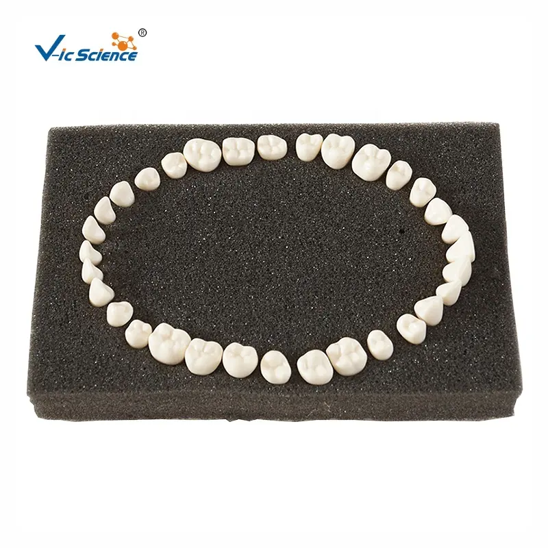 Усовершенствованная модель зубов типоне, модель для обучения стоматологии, модель человеческих зубов, анатомическая медицинская научная модель