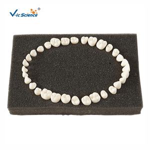 उन्नत टाइपोन दांत मॉडल दंत शिक्षण मॉडल मानव दांत शारीरिक चिकित्सा विज्ञान मॉडल - Product Image 1