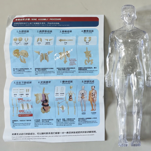 Mini Modelo de Torso para Enseñanza, <span class=keywords><strong>Cuerpo</strong></span> <span class=keywords><strong>Humano</strong></span> Anatómico de 32 cm, Juguete Educativo Musculoesquelético para Niños, Modelo 3D Biomédico <span class=keywords><strong>Desmontable</strong></span> - Product Image 3