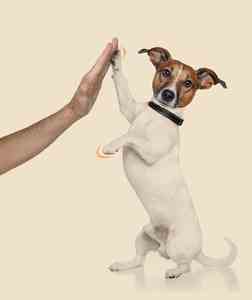 전기 무통증 애완동물 발톱 깎이 강아지 고양이 발톱 트리머 애완동물 발톱 연마 파일 키트 그루밍 제품 - Product Image 2