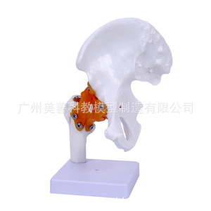 Articulación de cadera humana, articulación femoral, modelo de esqueleto humano, cabeza femoral, modelo didáctico de ligamentos de la articulación de cadera - Product Image 2