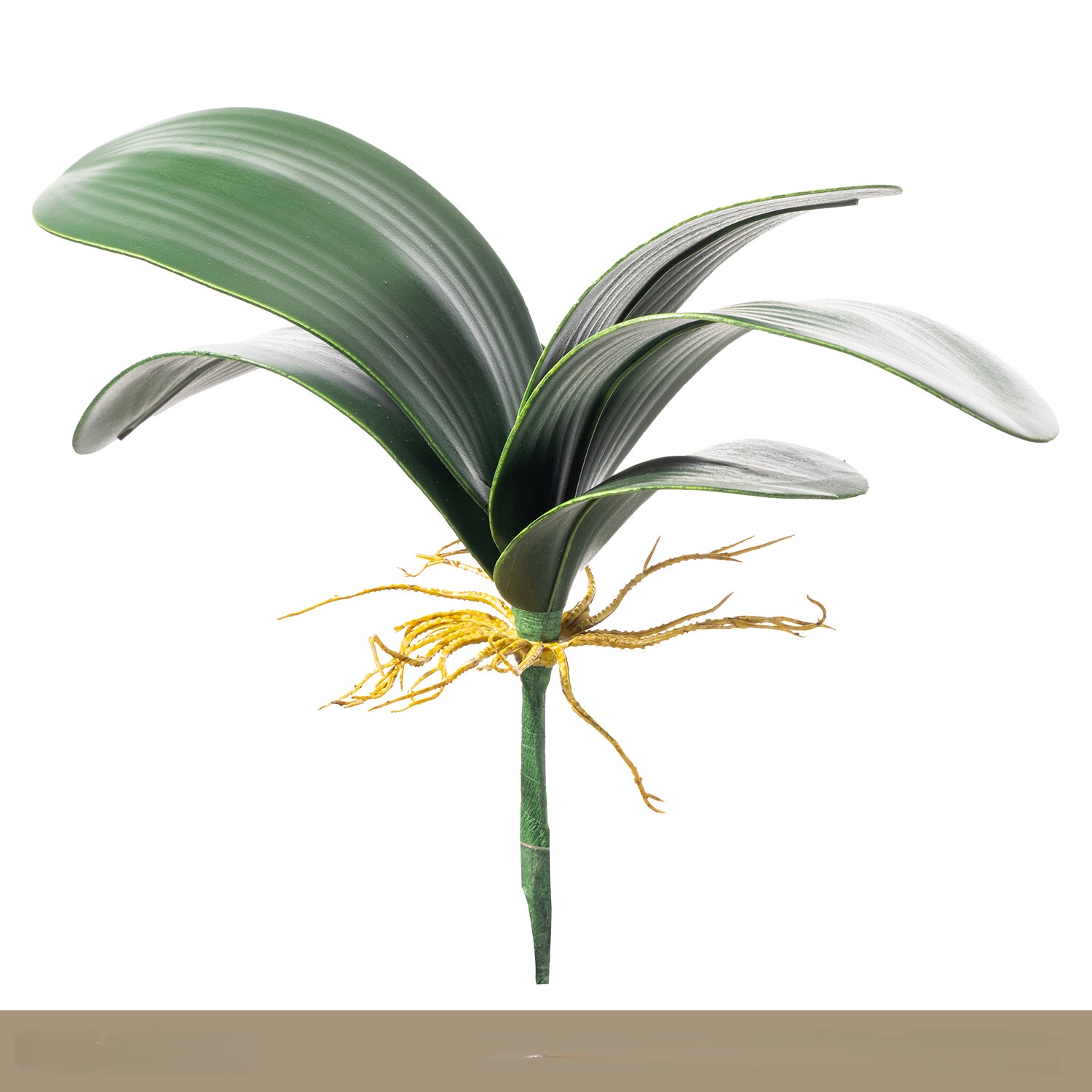 Grandes feuilles d'orchidées