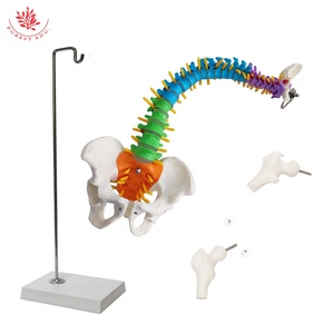 Modelo de columna vertebral humana de tamaño mediano FRT018 con pelvis, fémur, modelo de esqueleto de columna vertebral, modelo de columna vertebral de Color colgante Vertical - Product Image 3