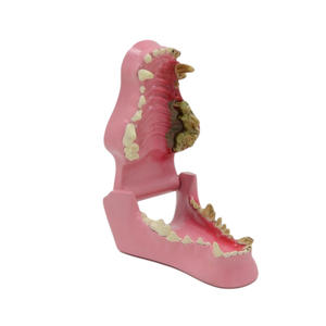 Modèle anatomique de dents de chien en PVC avancé Animal Advanced, peint à la main, 0,4 kg, pour l'enseignement des sciences médicales - Product Image 5