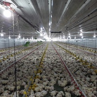 Projet clé en main Ferme avicole automatique moderne Équipement avicole automatique pour poulets de chair et pondeuses