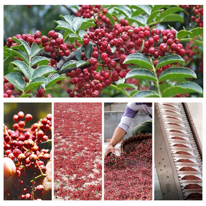 Qingchun Chất Lượng Cao Duy Nhất Gia Vị-Trung Quốc Tứ Xuyên Ớt Huajiao Khô Ớt Đỏ Ngô Cho Nấu Ăn Nguyên Chế Biến-Bán Buôn - Product Image 3