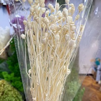 Coquelicots Séchés Teints de Qualité Supérieure en Gros pour Arrangements Floraux DIY, Décoration Intérieure, Mariages, Fête des Mères, Noël