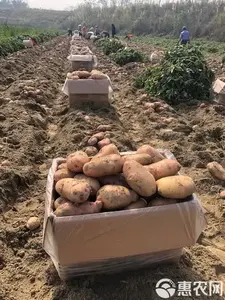 Высокодоходные свежие картофельные сорта высшего качества нового урожая по низкой цене за тонну с быстрой доставкой из провинции Шаньдун - Product Image 4