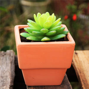 Vente en gros de jardinières classiques en terre cuite <span class=keywords><strong>Soucoupe</strong></span> en céramique <span class=keywords><strong>Pot</strong></span> à bonsaï Pots à fleurs Cactus <span class=keywords><strong>pour</strong></span> jardin et maison - Product Image 4