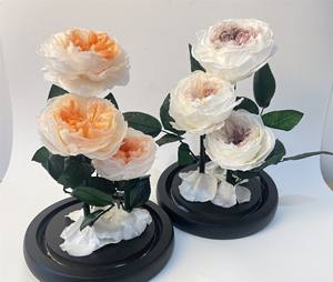 Rose éternelle classique <span class=keywords><strong>Rosa</strong></span> <span class=keywords><strong>Bella</strong></span> E Bestia, La Belle et la Bête sous cloche en verre, cadeau de la Saint-Valentin - Product Image 6