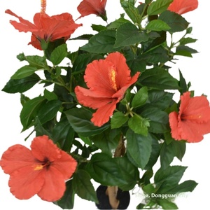 <span class=keywords><strong>ต้น</strong></span><span class=keywords><strong>ชบา</strong></span>ประดิษฐ์สำหรับตกแต่งห้องนั่งเล่นในร่มแบบข้ามพรมแดนสำหรับดอกอเมซอนมาเลเซีย - Product Image 5