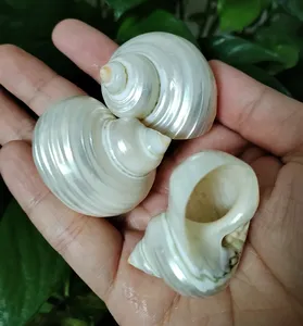 Eco-Friendly Silver Turbo Shells Polished Pearl Hermit <strong>Crabs</strong> <strong>Seashells</strong> for Fish for Tank Decorations and Party Venue - Product Image 3