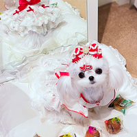 Robe de princesse élégante et confortable en polyester respirant, style charmant, pour chats et chiens, idéale pour les fêtes, toutes saisons