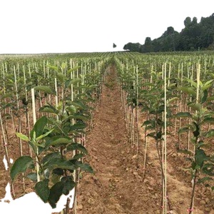 เสาไฟเบอร์กลาสขนาด8มม. 7.0มม. สำหรับต้นแอปเปิ้ล - Product Image 3