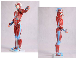 चिकित्सा संसाधन कॉलेज 80cm27 भाग मानव मांसपेशी और अंग चिकित्सा शिक्षण प्रयोगात्मक मॉडल - Product Image 5